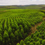 2026 entre incertezas e oportunidades: os fatores que devem moldar o ano do setor de celulose