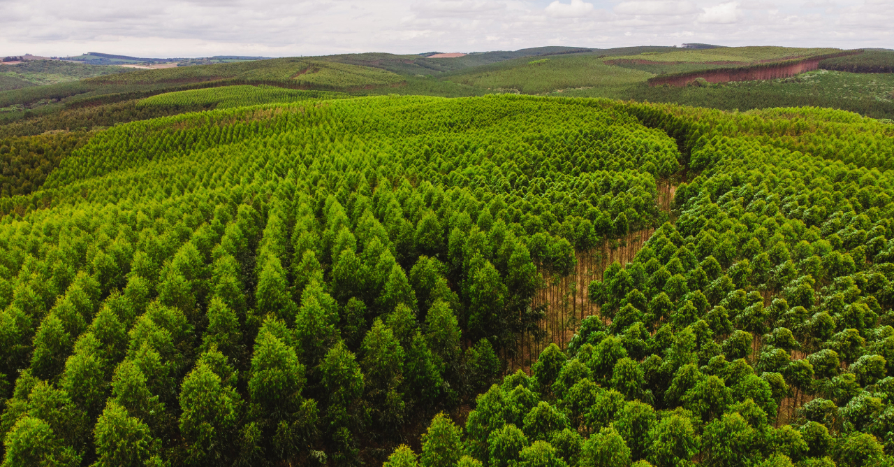 2026 entre incertezas e oportunidades: os fatores que devem moldar o ano do setor de celulose